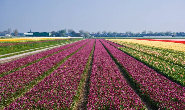 Bela Vista Flores Tulipa Natural — Fotografia de Stock