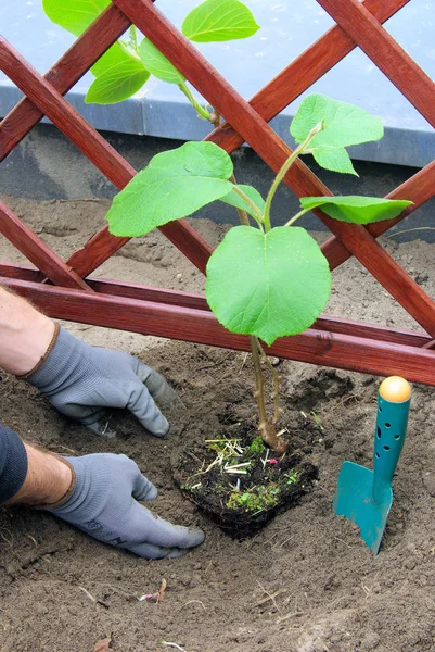 Kiwifruit Tanaman Kiwi — Stok Foto