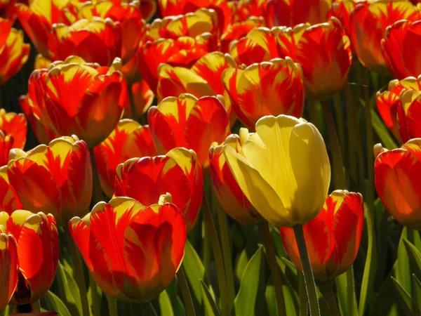 Tulipánový Květ Britské Zahradě — Stock fotografie