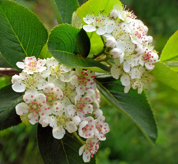 Spring Flora Nature Botany — Stock Photo, Image