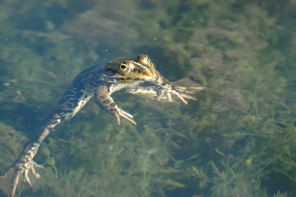Żaba Stawie Pływanie — Zdjęcie stockowe