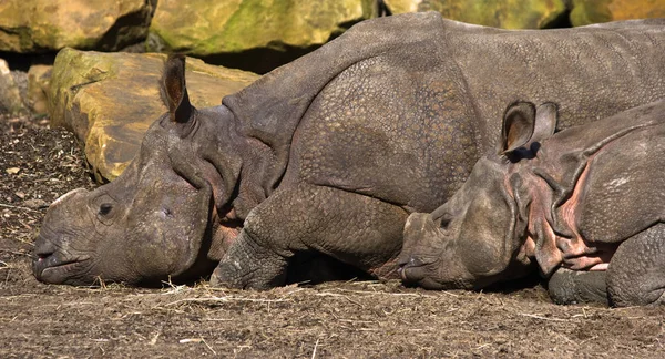 Indian Rhinoceros Mother Kid — Stock Photo, Image