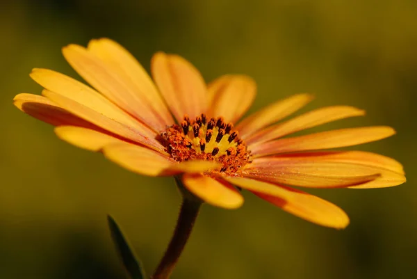 Fotografia Geny Storybook Kwiaty — Zdjęcie stockowe