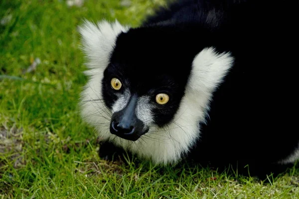 Pewnego Dnia Tierpark Berlin Ptaszarnia Niestety Słodkie Zwierzątka Zagrożone Wyginięciem — Zdjęcie stockowe