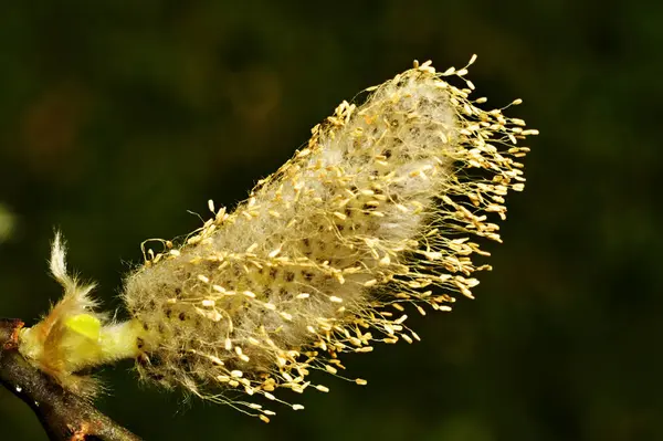 Piękne Botaniczne Ujęcie Naturalna Tapeta — Zdjęcie stockowe