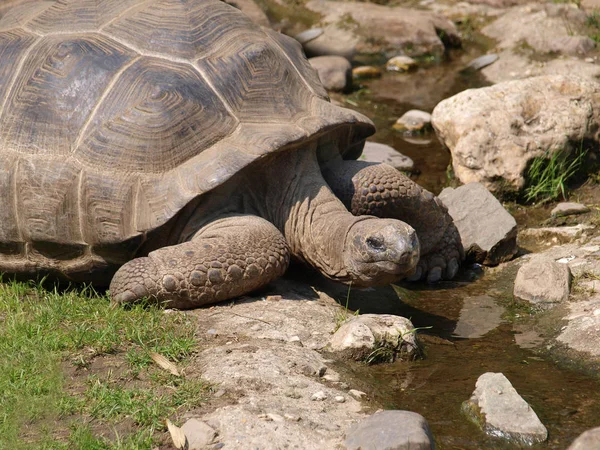 Schildkrötenreptil Tierwesen — Stockfoto