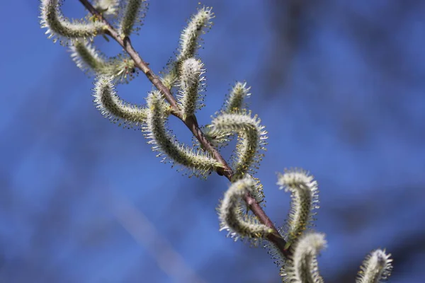 Pussy Willow Spring Catkin — Fotografia de Stock