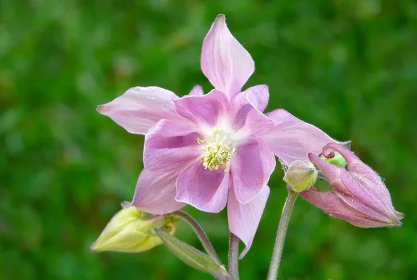 Květní Lístky Columbine Babiččina Kapota Columbine — Stock fotografie