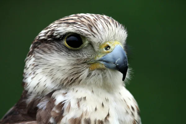 Schilderachtig Uitzicht Majestueuze Buizerd Roofdier — Stockfoto