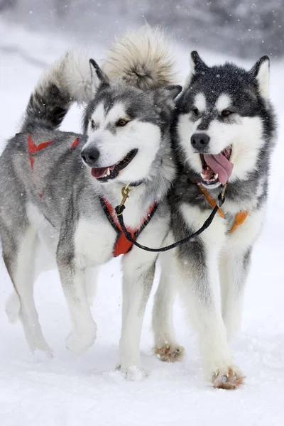 Tiro Aire Libre Perros Lindos —  Fotos de Stock