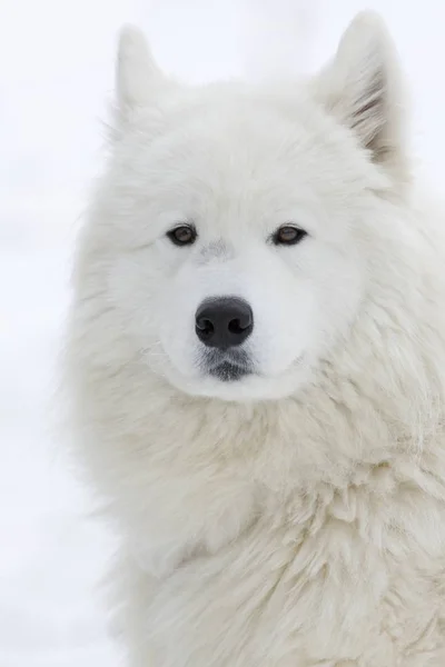 Witte Samoyed Ijsbeer Winter — Stockfoto