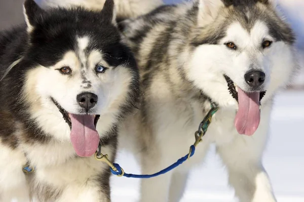 Tiro Aire Libre Perros Lindos — Foto de Stock