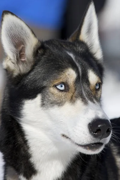 Husky Dog Animal Pet — Stock fotografie