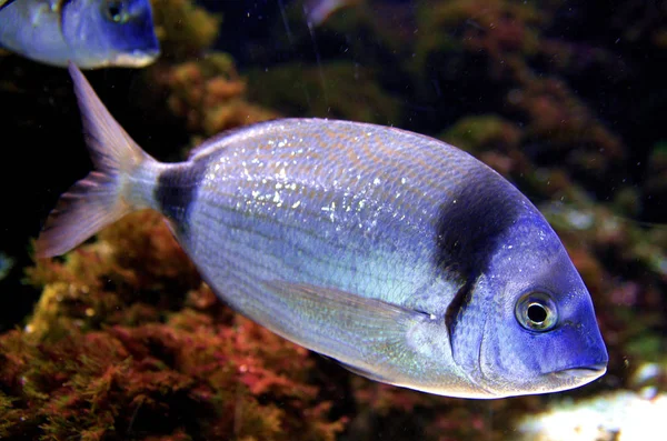 海草の前の魚は — ストック写真