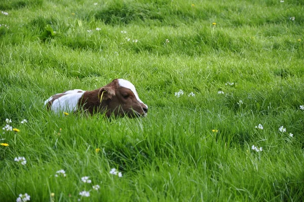 Algunas Vacas Con Sus Bebés Hierba Cuidando Sus Bebés —  Fotos de Stock