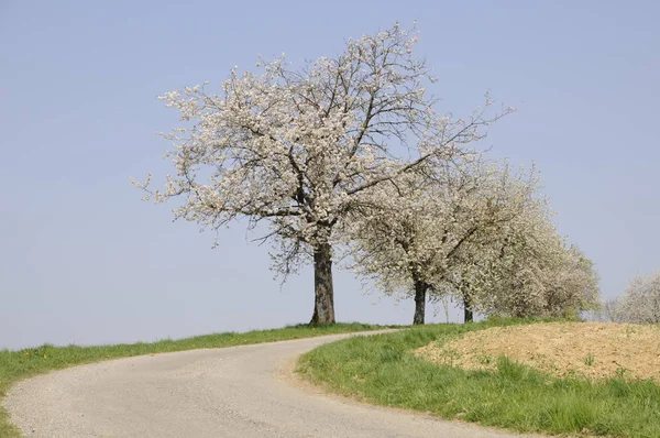 Feldweg Mit Blühenden Bäumen — Stockfoto