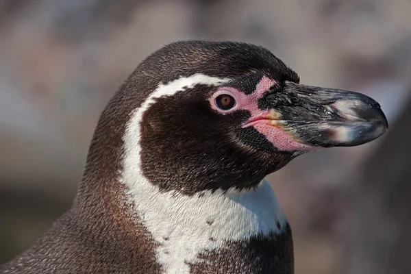 自然の中で可愛いペンギンの姿を見る — ストック写真