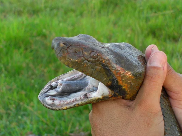 Farlig Orm Reptil Rovdjur Och Ormskinn — Stockfoto