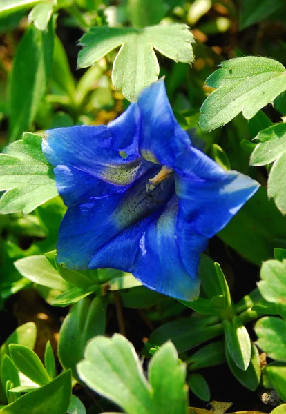 Красиві Літні Лугові Квіти Флора Листя — стокове фото