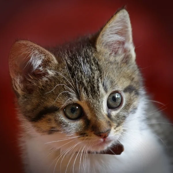 Porträt Einer Süßen Katze — Stockfoto