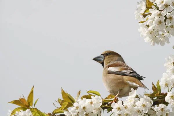 Schilderachtig Uitzicht Van Mooie Schattige Vink Vogel — Stockfoto