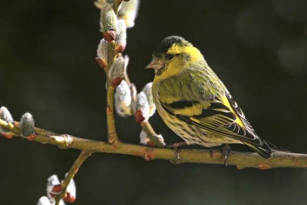 Tit Branch Spring — 스톡 사진