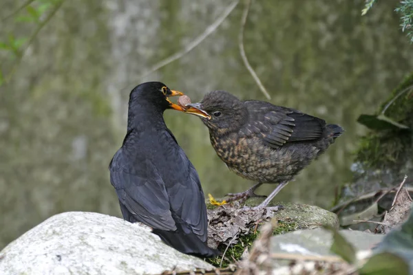 Aussichtsreiche Aussicht Auf Schöne Vögel Der Natur — Stockfoto