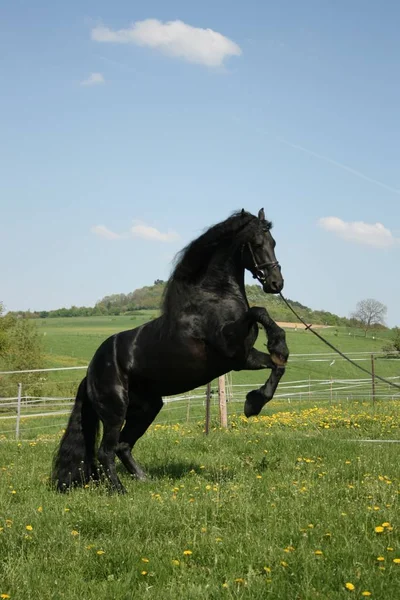 Hengst Wildes Tier Der Natur — Stockfoto