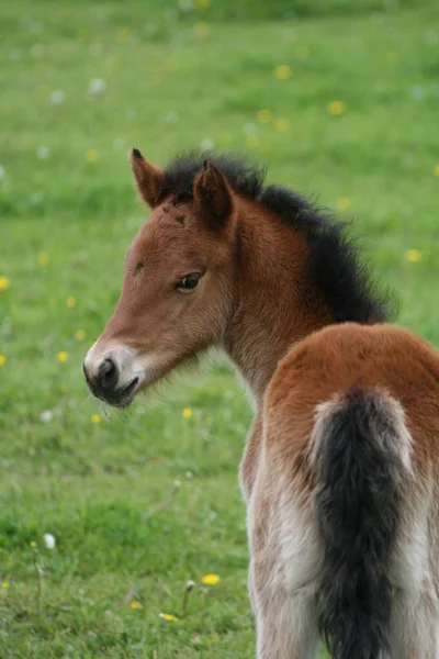 Aegidienberger Filly Days — Stock Photo, Image