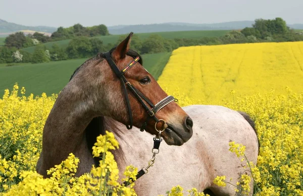 Bonito Cavalo Selvagem Natureza — Fotografia de Stock