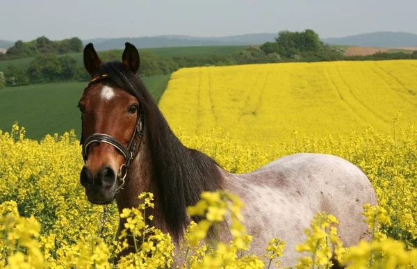 Scenic View Countryside Selective Focus — Stock Photo, Image