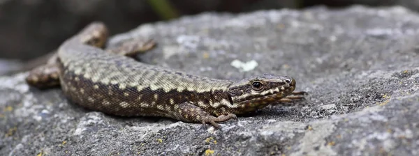 Lagarto Reptil Tropical — Foto de Stock