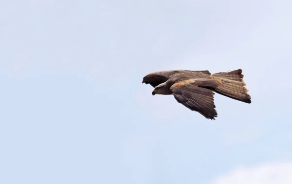 Scenic View Beautiful Bird Nature — Stock Photo, Image