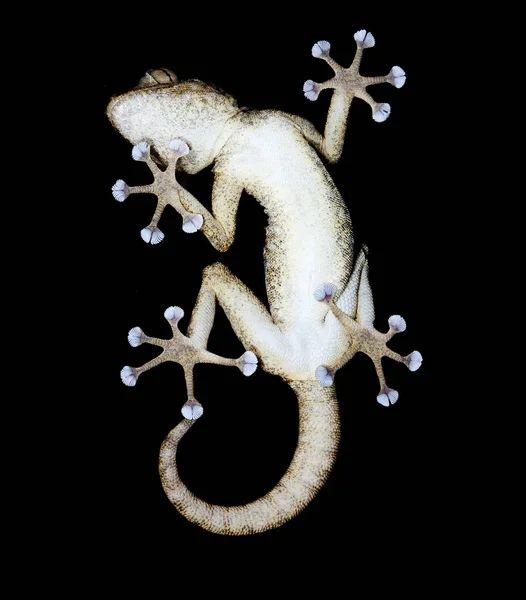 Lagarto Réptil Gecko Animal Tropical — Fotografia de Stock