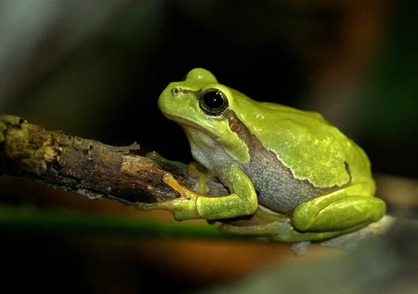 Frosch Amphibienteich — Stockfoto