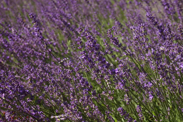 Vue Panoramique Sur Belle Lavande Violette — Photo