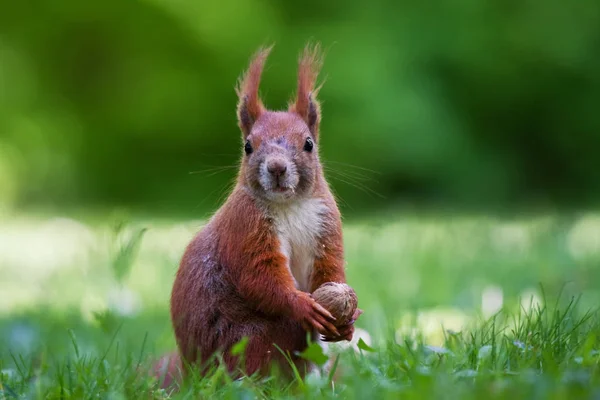 Vilda Djur Ekorre Djur Naturen Fluffig Ekorre — Stockfoto