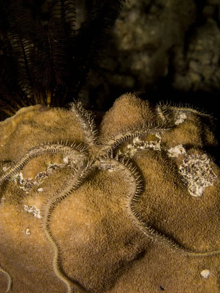 Photographie Sous Marine Vie Marine Des Caraïbes — Photo