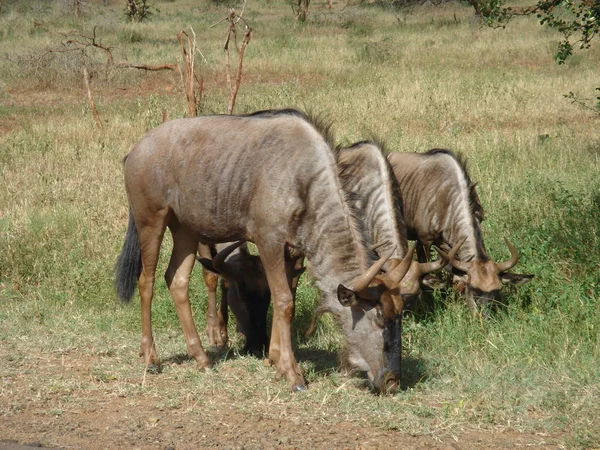 Wildebeests Kruger Park — Fotografia de Stock