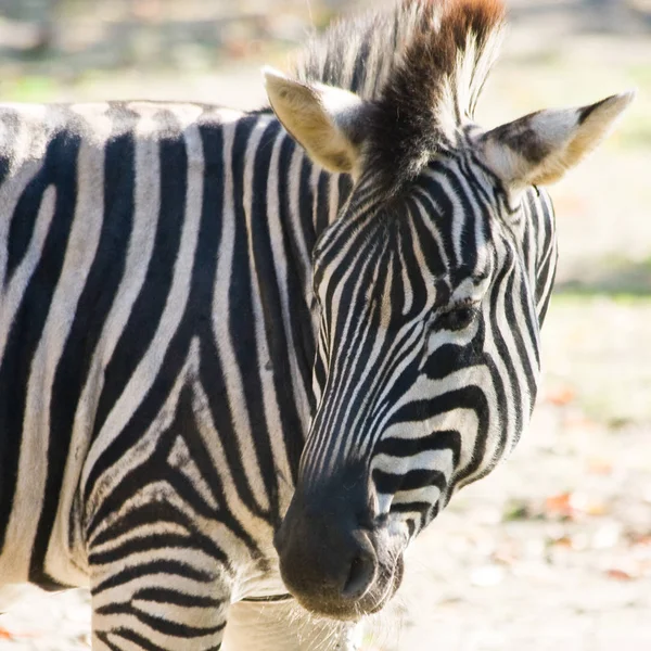 Blick Auf Zebra Look — Stockfoto