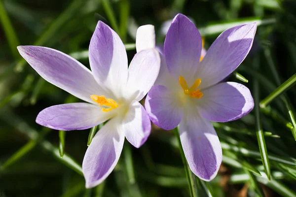 Azafrán Flores Florecientes Naturaleza Flora Primaveral —  Fotos de Stock