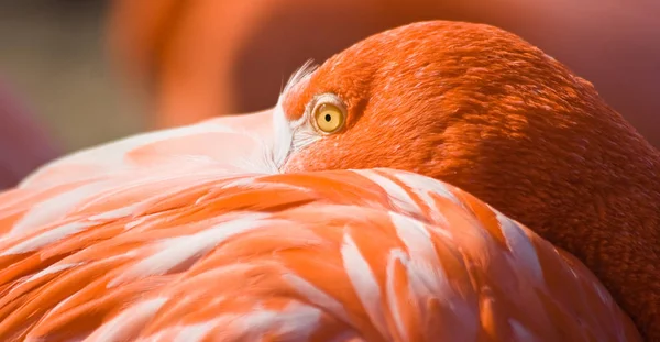 Malerischer Blick Auf Den Schönen Flamingo Vogel Der Natur — Stockfoto