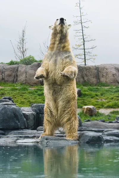 直立した極熊 — ストック写真
