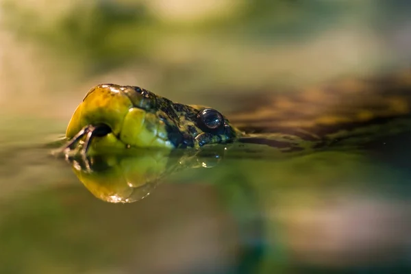 Schlange Tierwelt Schlangenhaut — Stockfoto