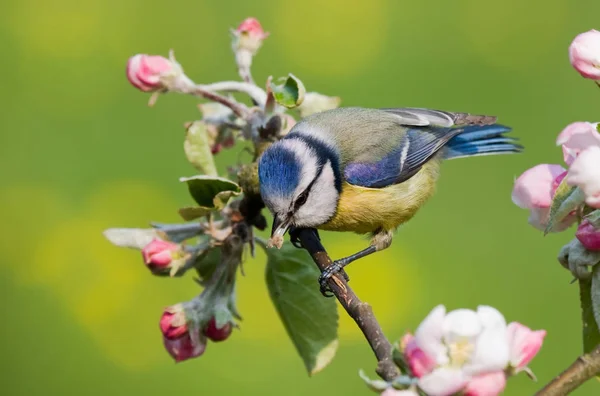 Pintoresco Pájaro Tema Disparo — Foto de Stock