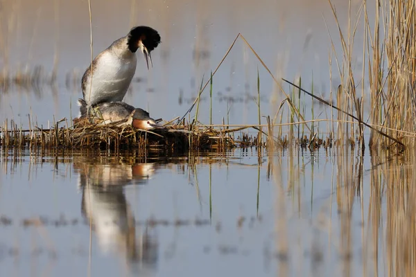 Vista Close Belo Pássaro Grebe Natureza — Fotografia de Stock