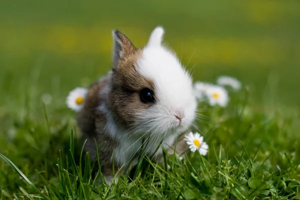 Verschiedene Tiere Selektiver Fokus — Stockfoto