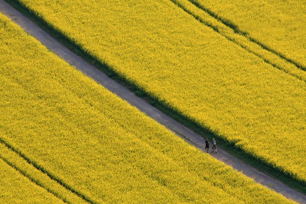 Campo Violación Amarillo Primavera —  Fotos de Stock