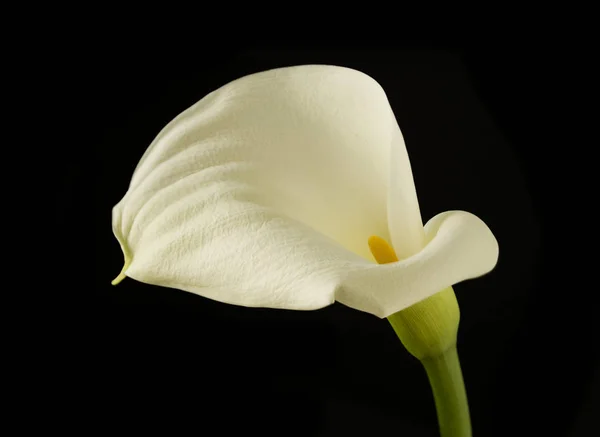 Exotische Calla Lelie Bloemen Bloemblaadjes Flora Plantkunde — Stockfoto