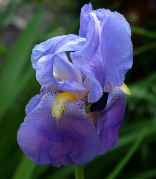 Vista Panoramica Bellissimo Fiore Iris — Foto Stock